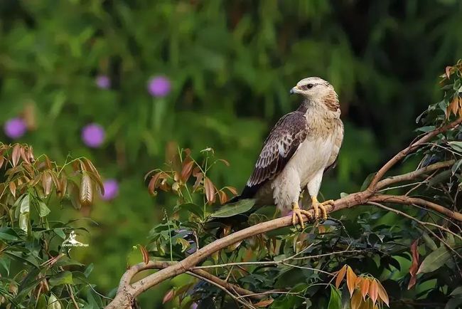 1634607429112157.jpg 4.jpg